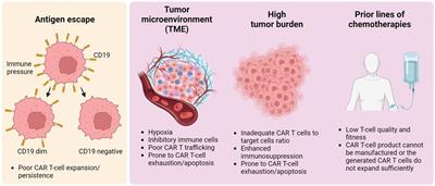 Treatment strategies for relapse after CAR T-cell therapy in B cell lymphoma